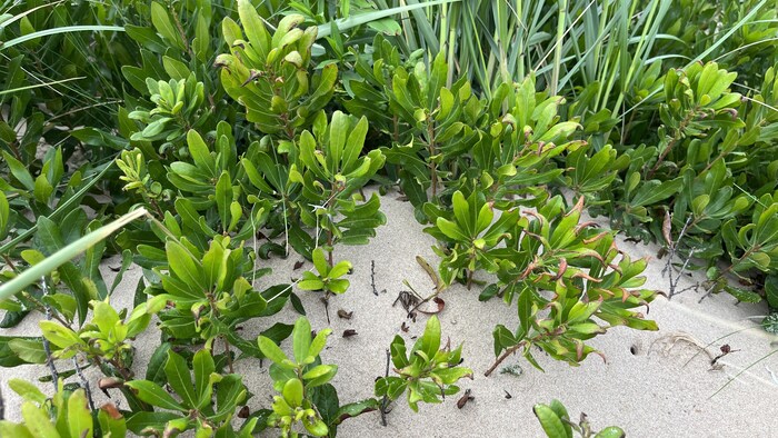 Une photo montrant des plants de myrique avec de l'ammophile derrière dans une dune.
