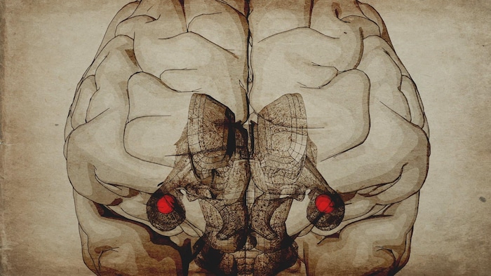 Infographie de l’amygdale dans le cerveau