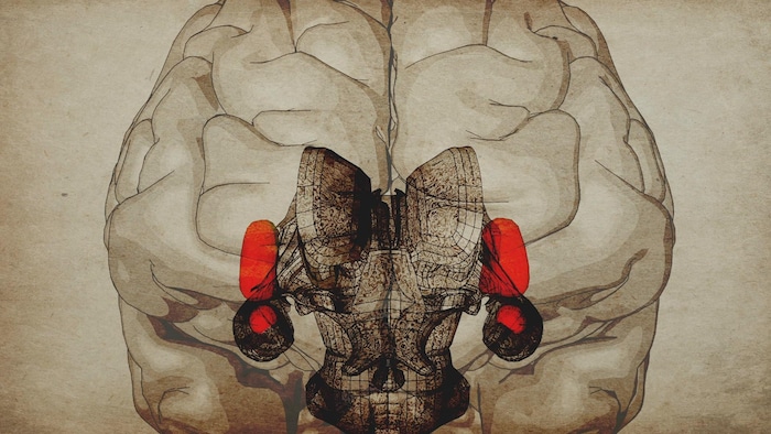 Infographie de l’amygdale et du cortex insulaire