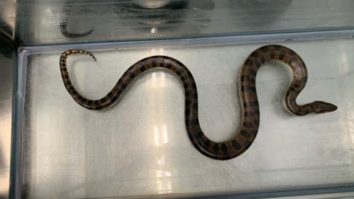 Un long serpent dans un aquarium.