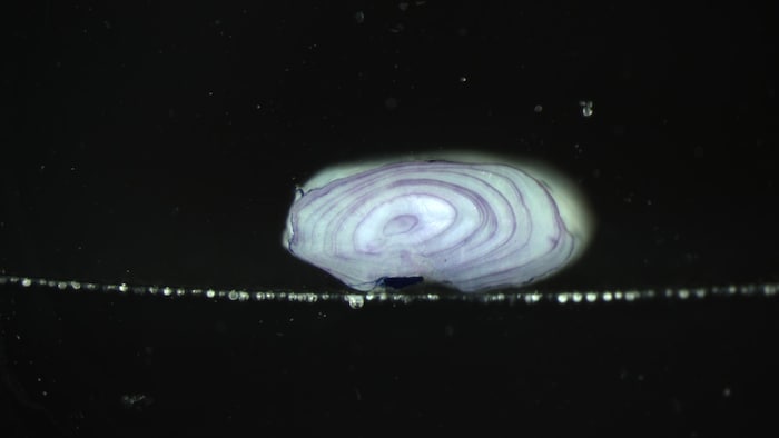 Une image au microscope d'un otolithe d'anguille tranché.