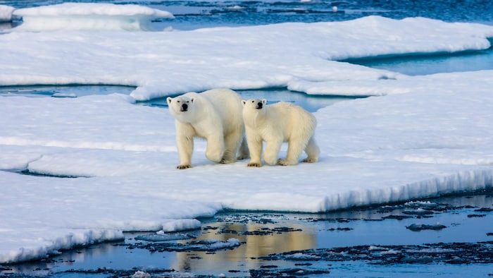 Due orsi polari su un lastrone di ghiaccio