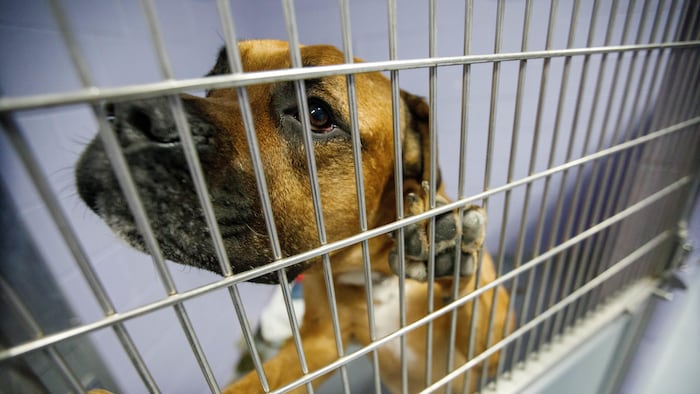 Un chien dans une cage