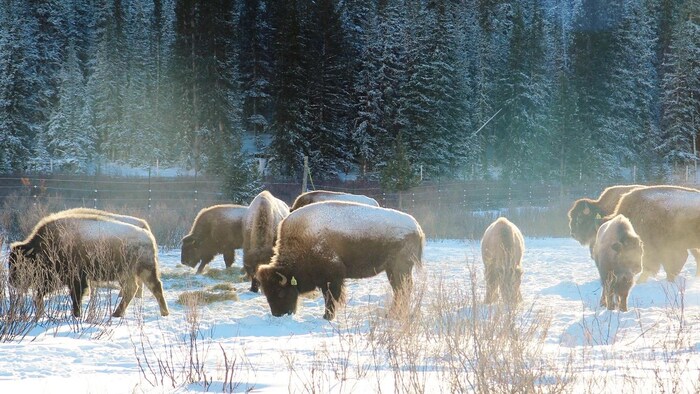 Après un an, les bisons de Banff se portent bien | Radio-Canada