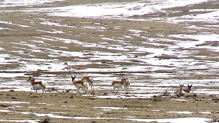 Des antilopes d'Amérique sur une plaine recouverte de neige.