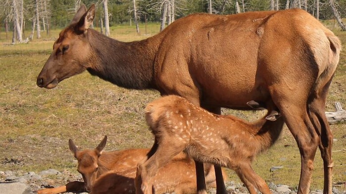 Une femelle wapiti allaite son faon, alors qu'un autre petit est couché à ses pieds.