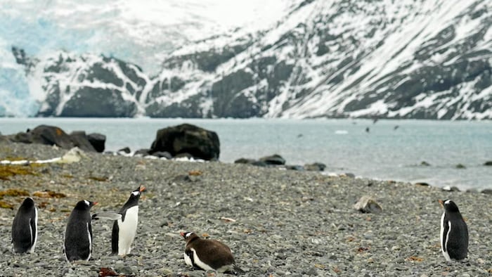 Cinq manchots sur une plage de galets.