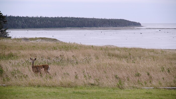 Un chevreuil dans un champ sur l'île d'Anticosti.