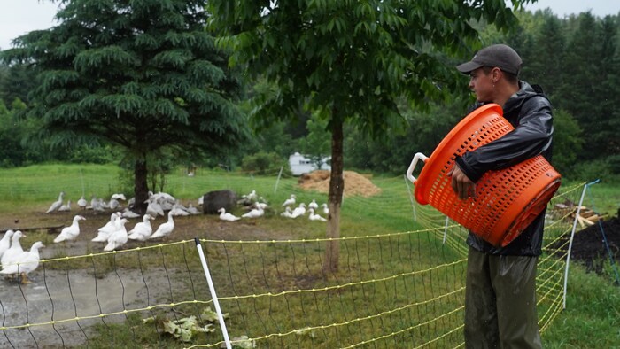 Un homme tient un panier et nourrit des canards dans un enclos.