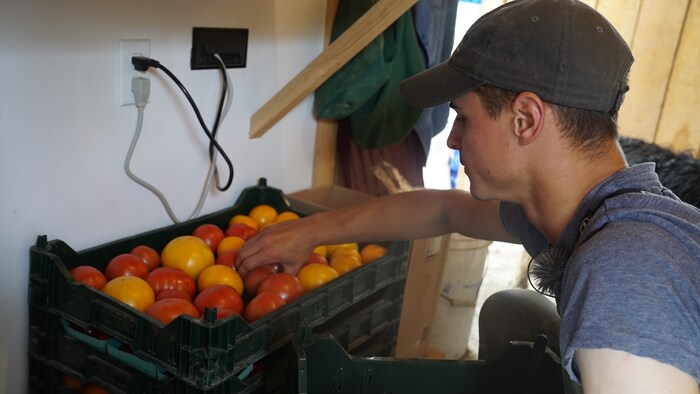 Un homme place des tomates dans un panier.