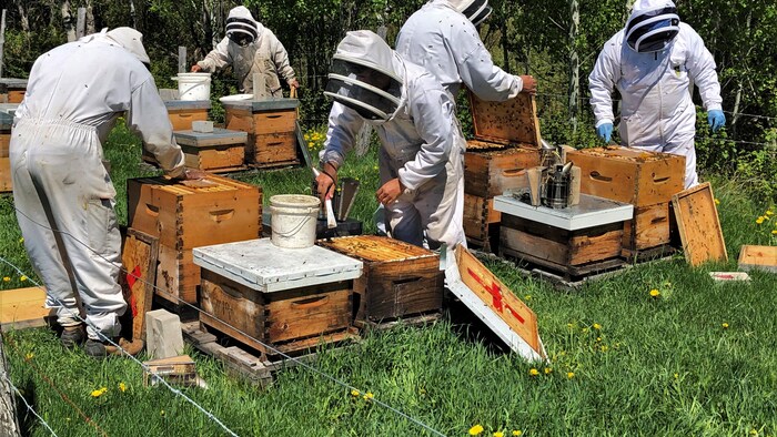 Cinq apiculteurs solidifiant les ruches avant leur transport.