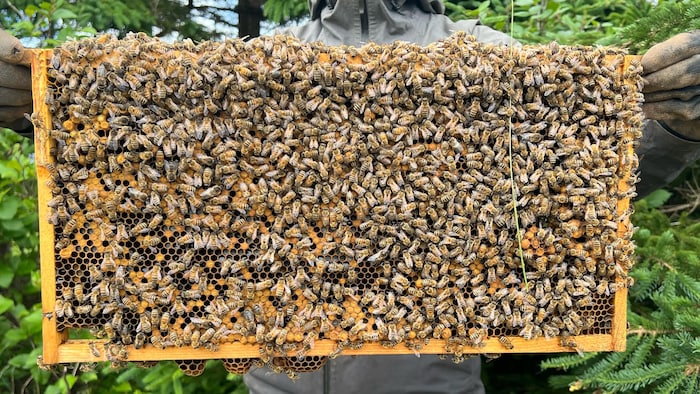 Des centaines d'abeilles sur le cadre d'une riche.