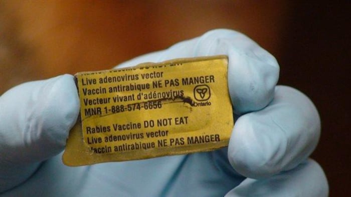 Québec élargit le territoire pour la vaccination contre la rage des ...