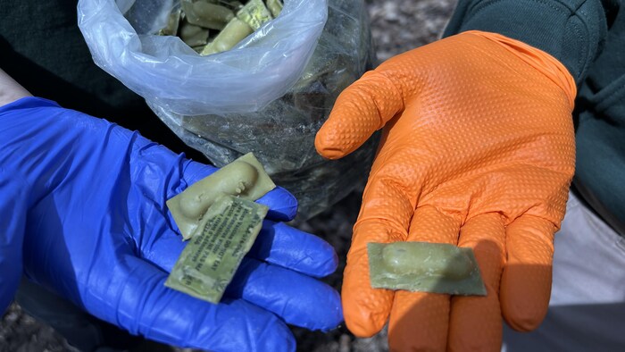 Des appâts vaccinaux.