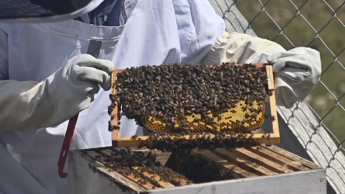 Gros plan sur un apiculteur vêtu de la tenue de protection qui sort un rayon de miel tout plein d'abeilles.