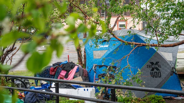 Une tente pour les sans-abri en dessous des branches d'un arbre.
