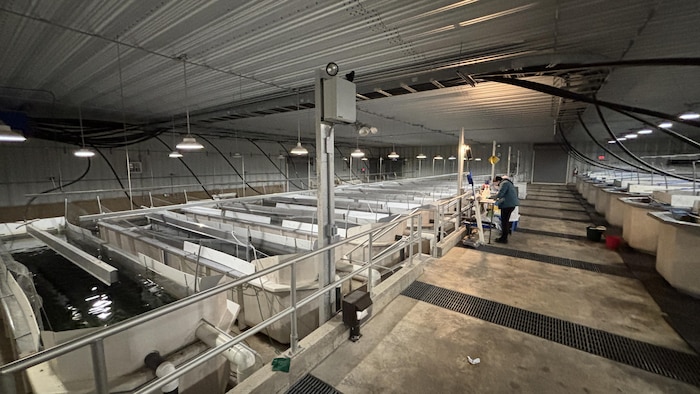 A terrestrial aquaculture facility with different pools and a person in the distance.