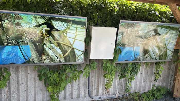 Des écrans montrent des homards.