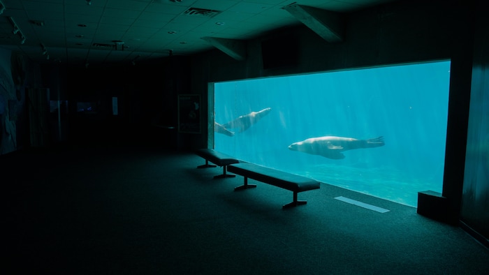 Une vitrine donnant sur des animaux aquatiques.