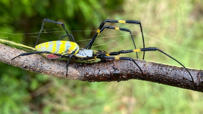 Une araignée Joro sur une branche.