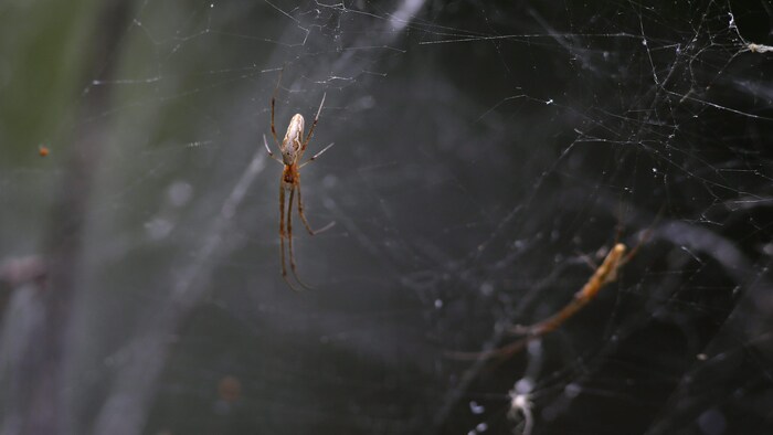La résistance des toiles d'araignées étudiée par des physiciens - Curiokids