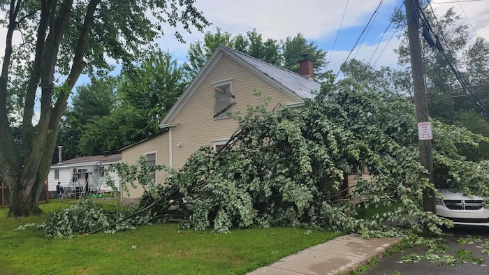 Un arbre tombé sur des fils électriques