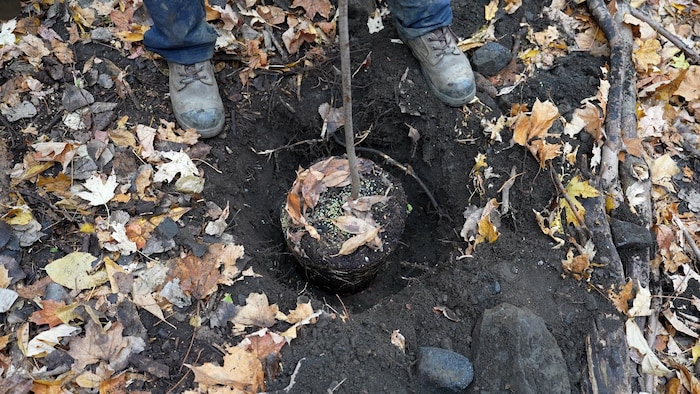 Un arbre est planté dans un trou.