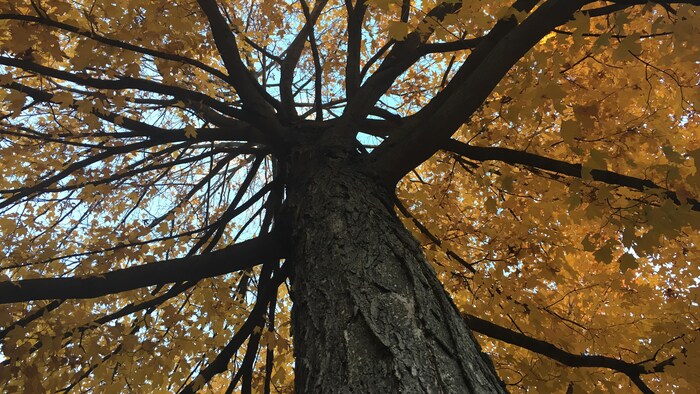 Un arbre affichent ses couleurs d'automne.
