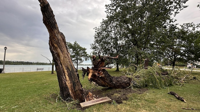 Un arbre brisé dont la tête est allongée sur le gazon.