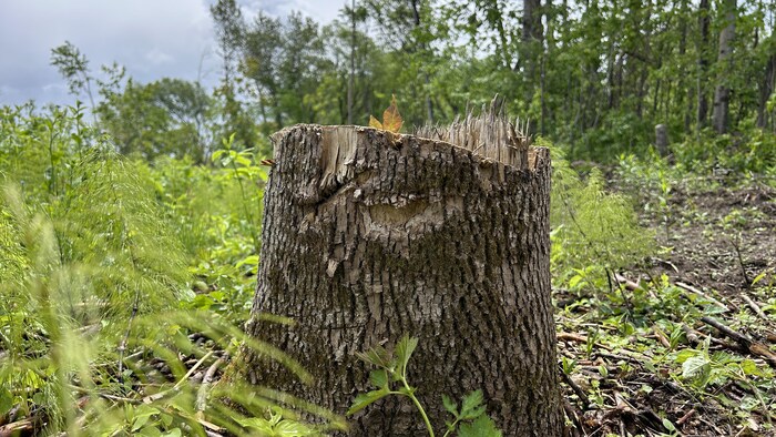 Un arbre coupé.