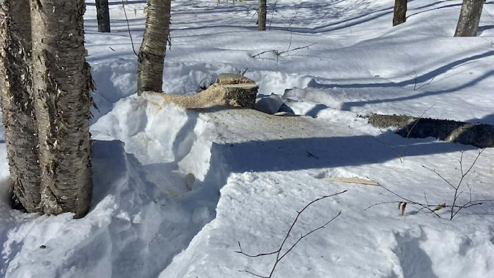 Une souche d’arbre fraîchement sciée se trouve dans un boisé en hiver.