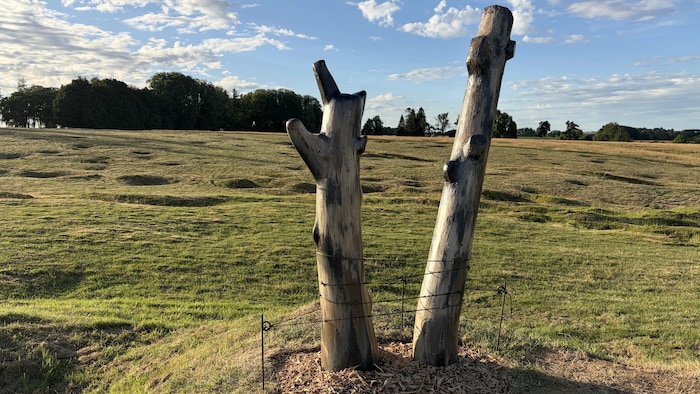 La réplique de l'arbre du danger sur le terrain de bataille Beaumont-Hamel.