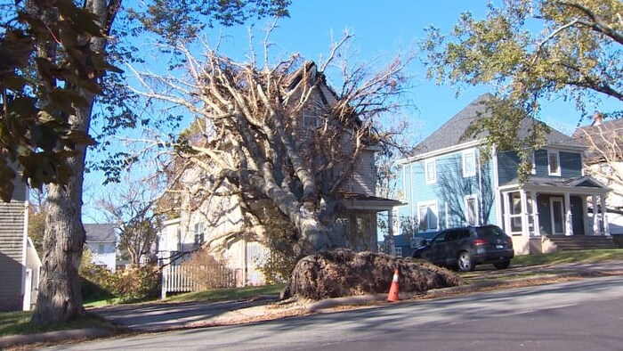 Un gros arbre déraciné est appuyé sur le devant d'une maison.