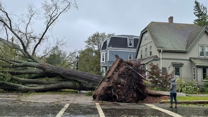 Un arbre est tombé dans la rue. 