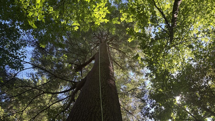 Un arbre vue d'en bas, avec les feuillages d'autres arbres tout au autour.