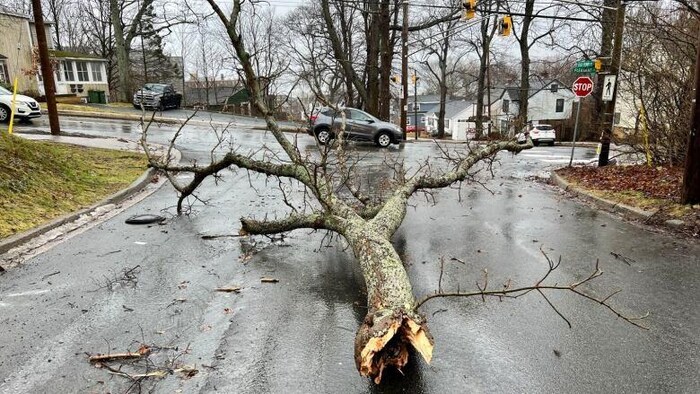 Un arbre tombé sur la route.