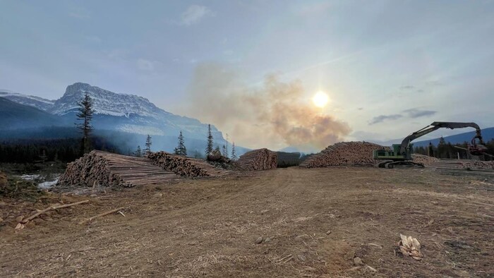 Un terrain avec des piles de troncs d'arbres. 