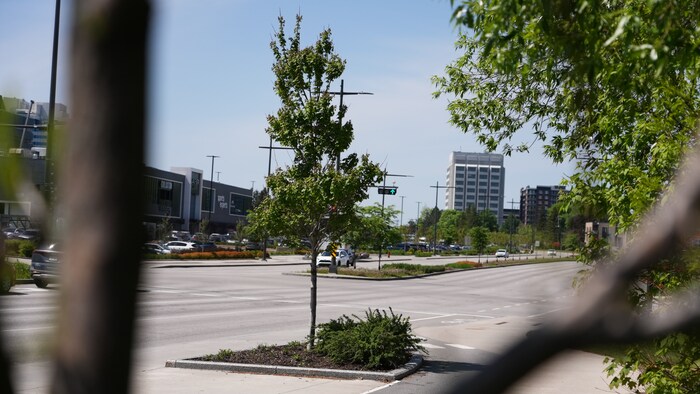 La Ville de Québec a planté des milliers d'arbres dans les dernières années.