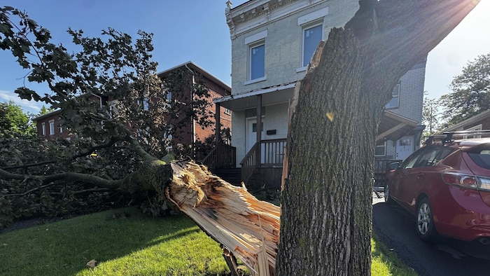 Le tronc d'un arbre s'est cassé en deux sur le terrain d'une résidence.