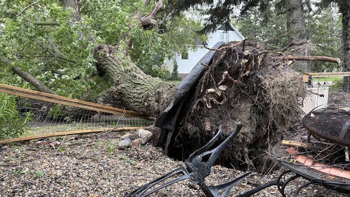Un arbre déraciné à la suite de la tornade d'Elkhorn, au Manitoba.