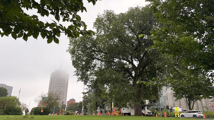 Des travailleurs s'affairaient autour d'un imposant arbre près du boulevard René-Lévesque.