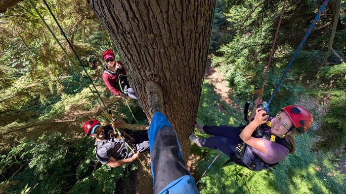 Trois personnes accrochées à des cordes en haut d'un arbre dans une forêt. 
