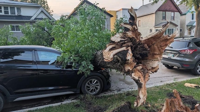 Un arbre sur une voiture