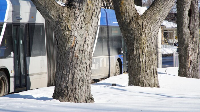 Des arbres matures