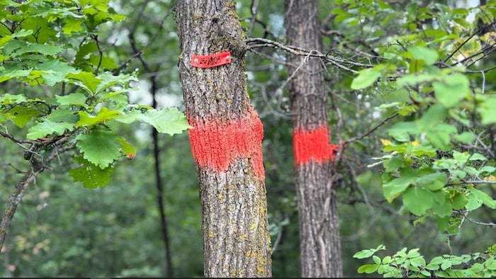 Deux arbres marqués d’un large trait de peinture rouge autour de leur tronc, l’un portant également une étiquette numérotée, au milieu d’une végétation dense aux feuilles vertes éclatantes.