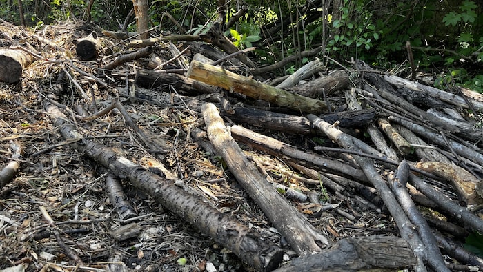 Cut trees: around thirty complaints in Gatineau in 2024-2025 Cut trees: around thirty complaints in Gatineau in 2024-2025