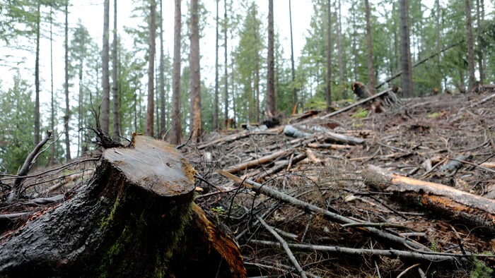 科学家们说，砍伐森林将使更多温室气体被排放到大气中。