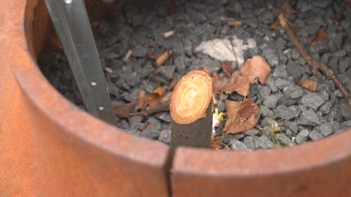 Un arbre scié près de sa base.