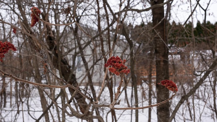 Des arbres de sumac vinaigrier.