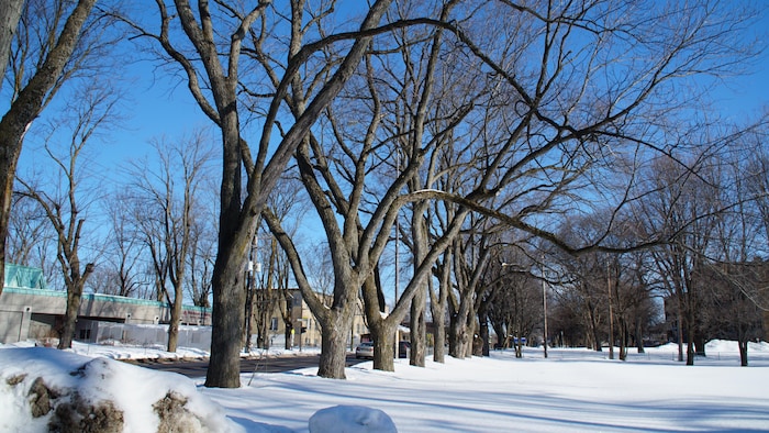 Des arbres devant la bibliothèque Collège-des-Jésuites.